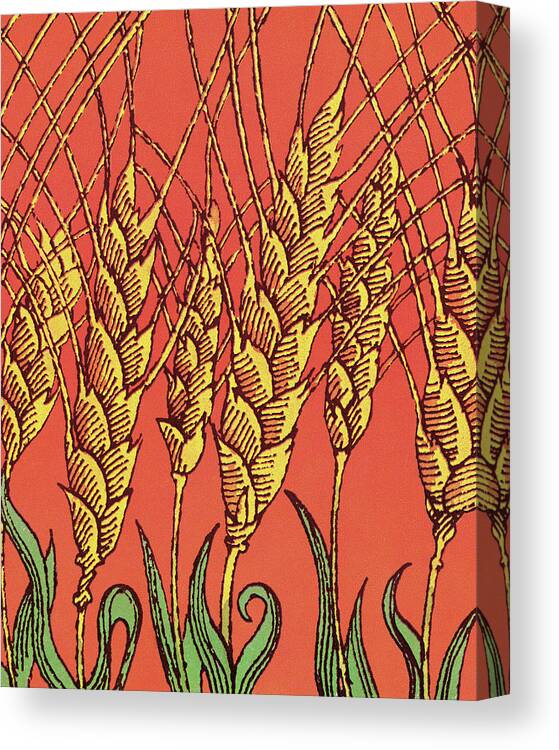 Agriculture Canvas Print featuring the drawing Wheat #3 by CSA Images