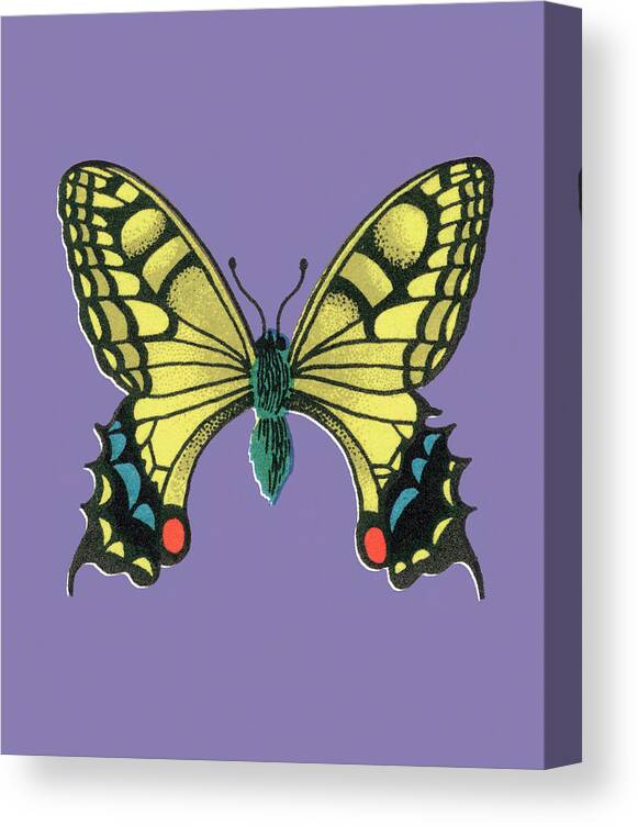 Animal Canvas Print featuring the drawing Butterfly #31 by CSA Images