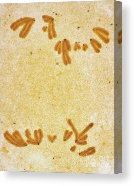 Anaphase I Canvas Print featuring the photograph Meiosis #4 by Dr. Juan F. Gimenez-abian / Science Photo Library