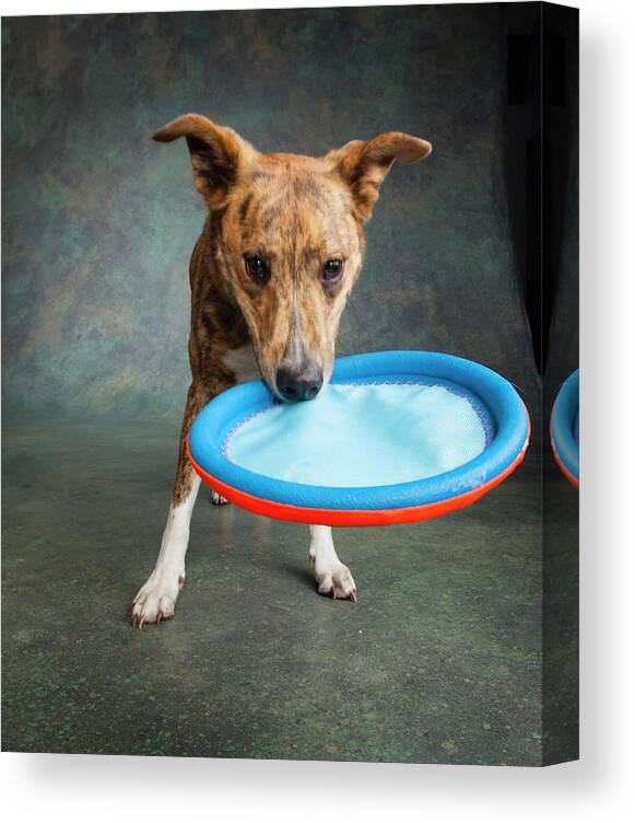 Photography Canvas Print featuring the photograph Portrait Of A Greyhound Collie Mix Dog #4 by Panoramic Images