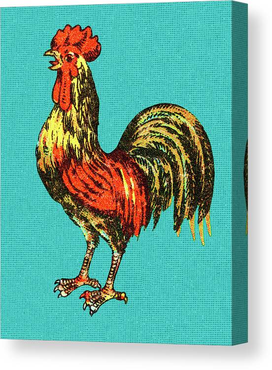 Agriculture Canvas Print featuring the drawing Rooster #4 by CSA Images