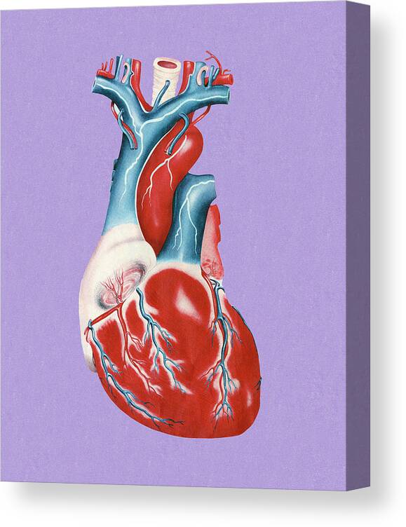 Anatomical Canvas Print featuring the drawing Human Heart #5 by CSA Images