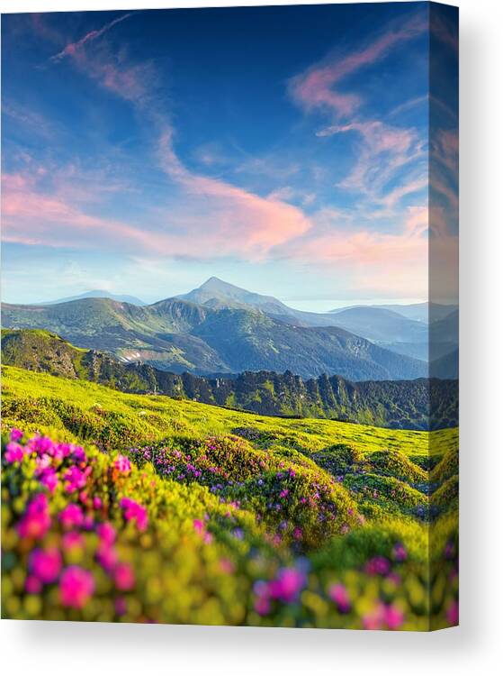 Landscape Canvas Print featuring the photograph Rhododendron Flowers Covered Mountains #6 by Ivan Kmit