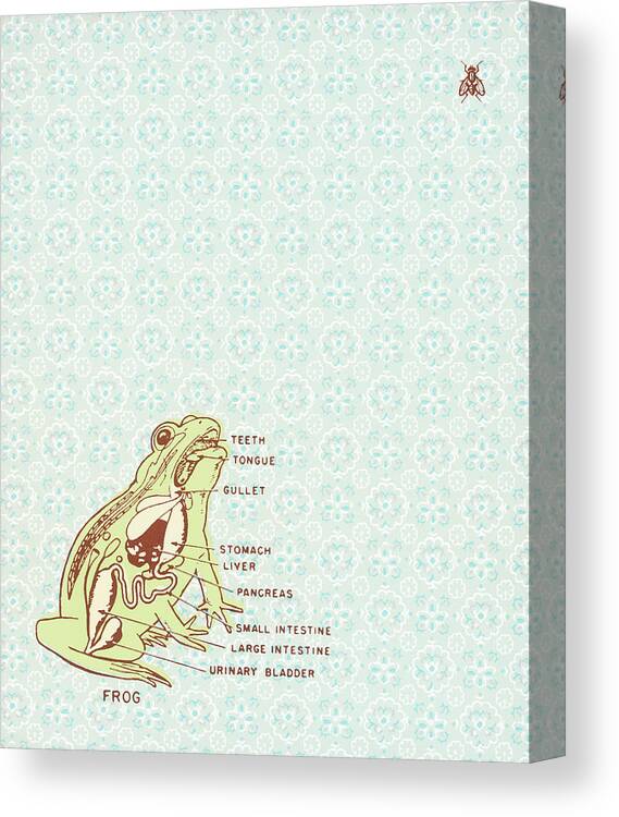 Amphibian Canvas Print featuring the drawing Frog #7 by CSA Images