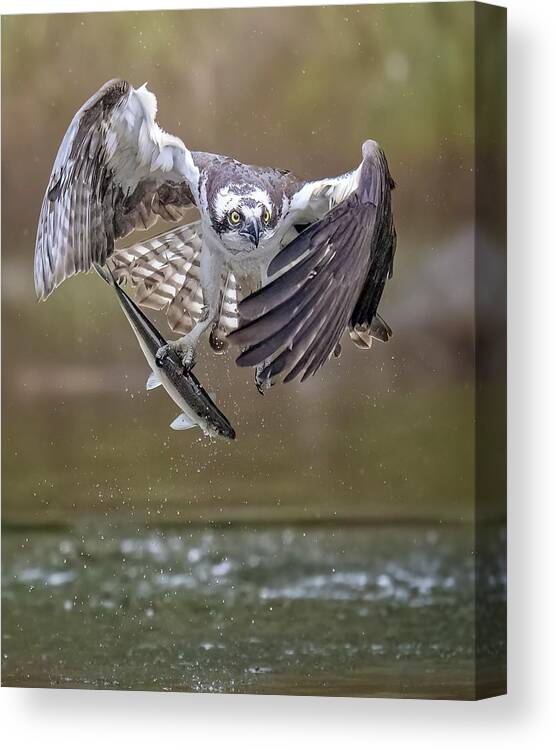 Osprey Canvas Print featuring the photograph Osprey #7 by Tao Huang