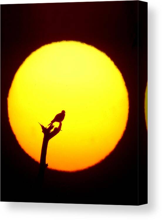 Juxtaposition (contrast) Canvas Print featuring the photograph A Bird Perched on a Branch by Anwar Mirza