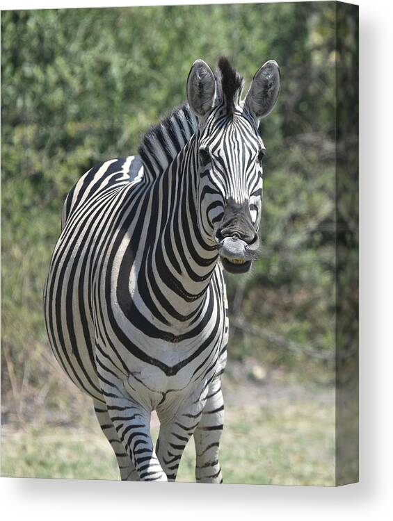 Zebra Canvas Print featuring the photograph A Curious Zebra by Ben Foster