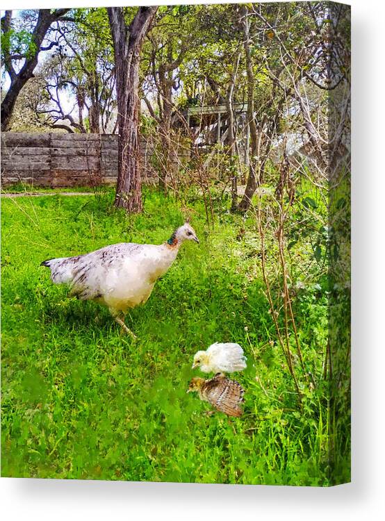 Peahen Canvas Print featuring the photograph A Peahen And Her Chicks by Sandi OReilly