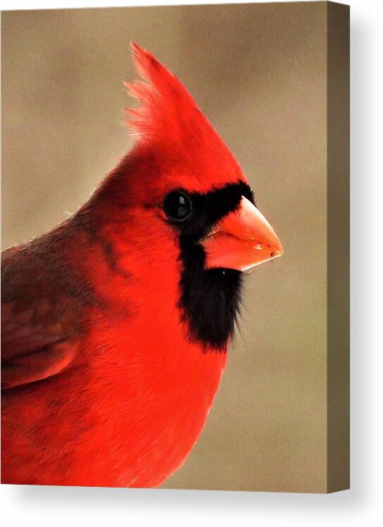Cardinals Canvas Print featuring the photograph A Visit From Mister Red by Lori Frisch