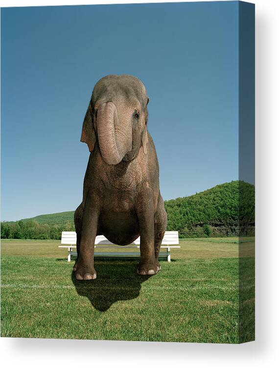 Out Of Context Canvas Print featuring the photograph An Elephant Sitting On A Park Bench by Matthias Clamer