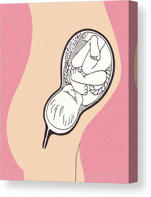 Anatomical Canvas Print featuring the drawing Baby in Womb by CSA Images