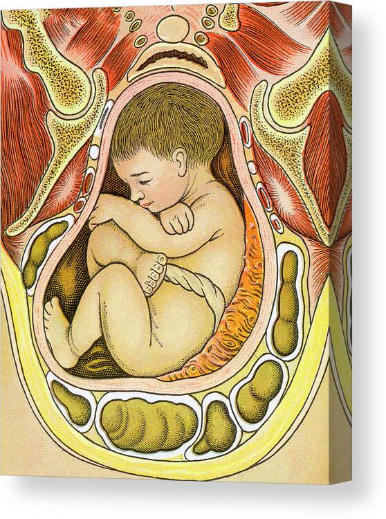 Anatomical Canvas Print featuring the drawing Baby Inside Womb by CSA Images