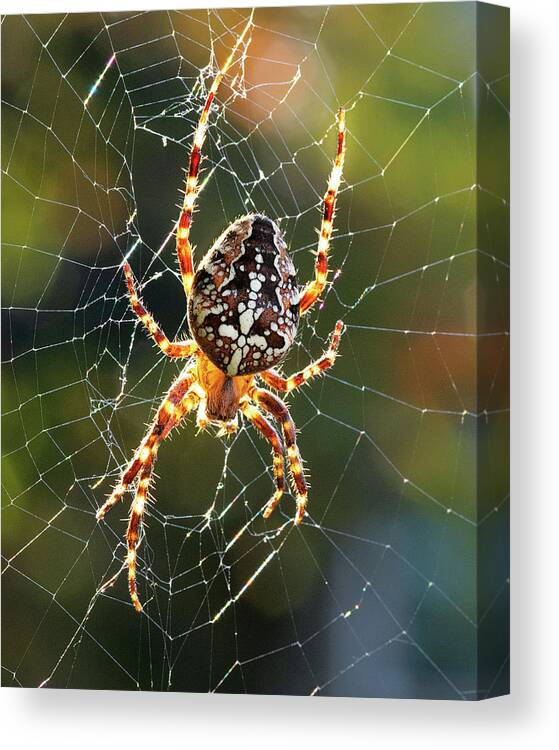 Spider Canvas Print featuring the photograph Backyard Spider by Patrick Campbell