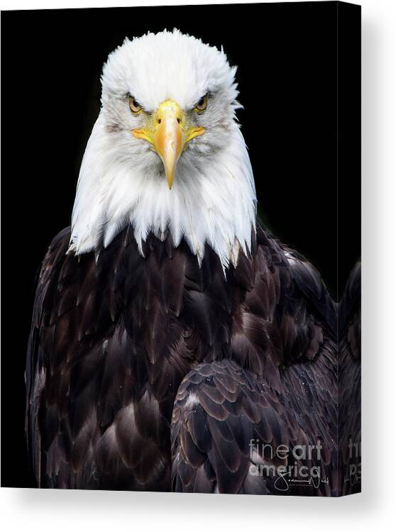  Canvas Print featuring the photograph Bald Eagle by Joanne West