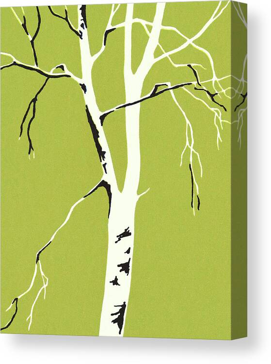 Birch Canvas Print featuring the drawing Bare Tree on a Green Background by CSA Images