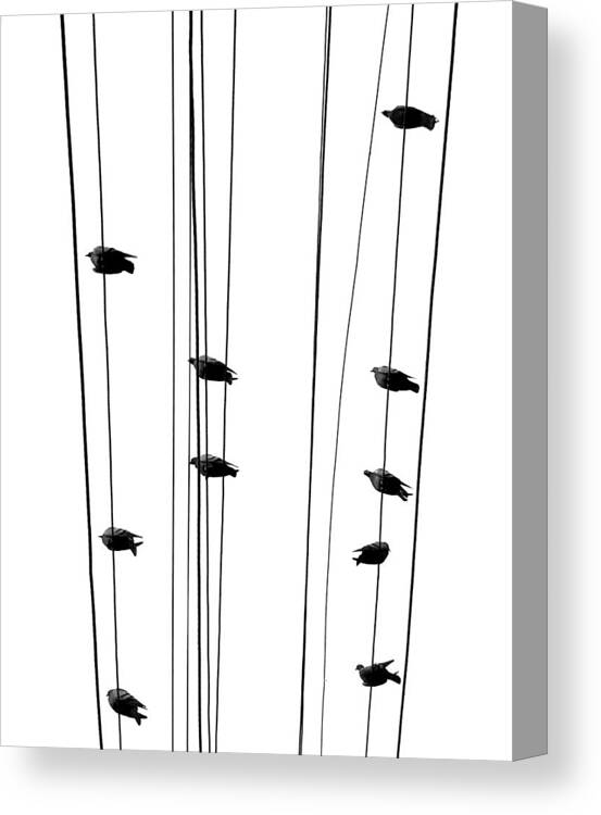 Minimalism Art Canvas Print featuring the photograph Birds Sitting on Wires by Prakash Ghai