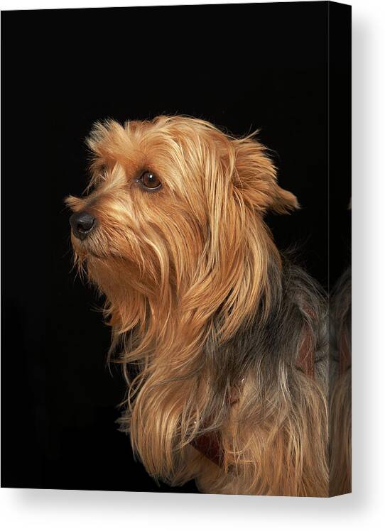 Pets Canvas Print featuring the photograph Black And Brown Yorkie Left Profile On by M Photo