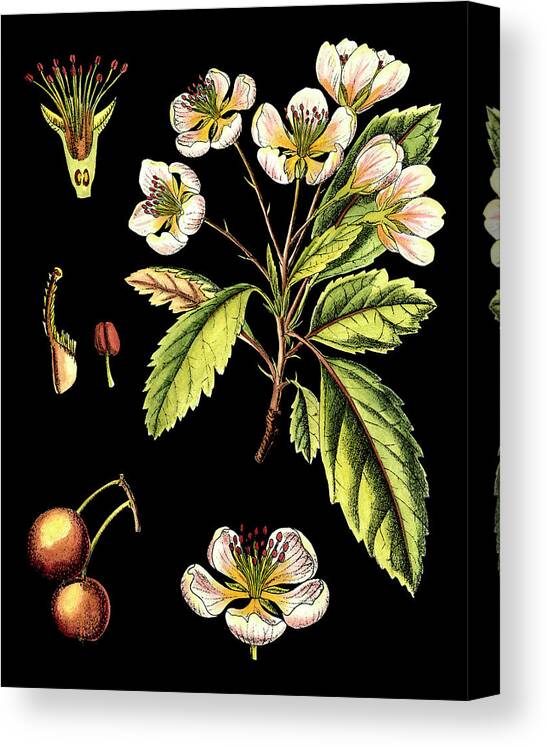 Flower Canvas Print featuring the painting Black Background Floral Studies I by Vision Studio