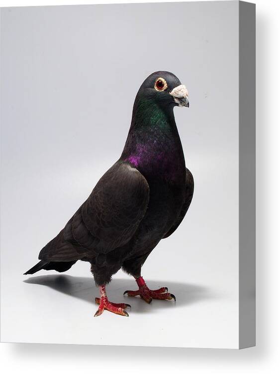 Pigeon Canvas Print featuring the photograph Black Exhibition Homer by Nathan Abbott