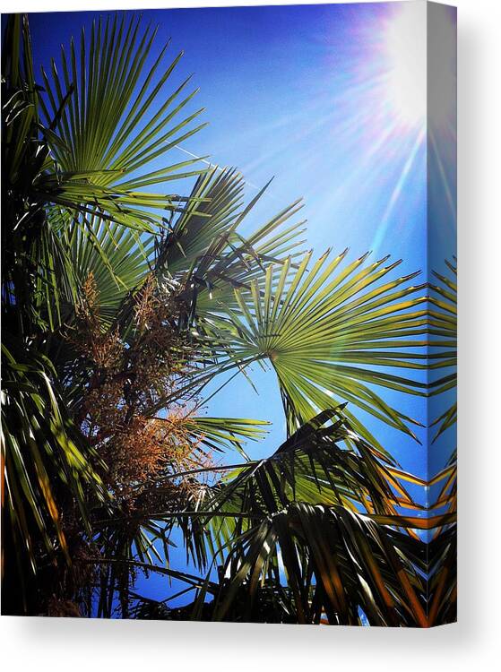 Summer Canvas Print featuring the photograph Blazing sun, blue sky, palm tree leaves by Seeables Visual Arts