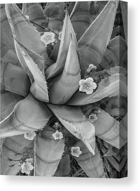 Disk1215 Canvas Print featuring the photograph Bluebells And Agave by Tim Fitzharris