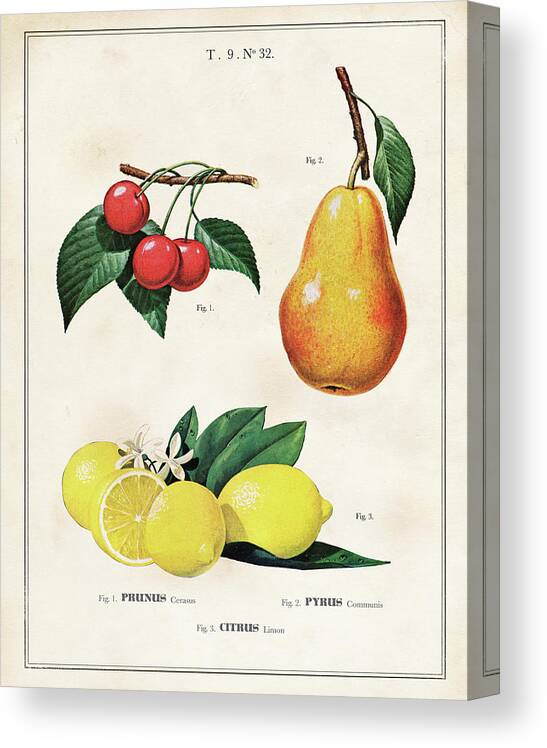 Art Canvas Print featuring the drawing Botanical Fruit Chart For Lemon, Cherries And Pears by Unknown