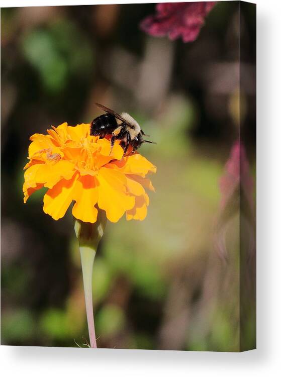 Bumble Bee Canvas Print featuring the photograph Bumble Bee 3440 by John Moyer