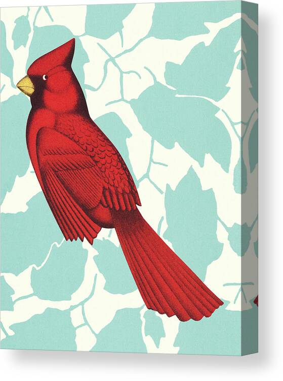 Animal Canvas Print featuring the drawing Cardinal by CSA Images