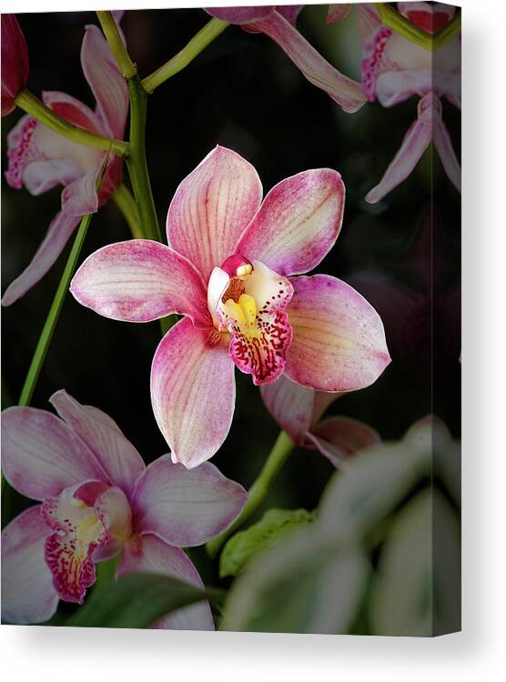 Orchids Canvas Print featuring the photograph Cattleya Orchid Flower by Saxon Holt