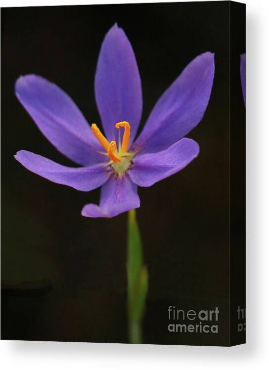 Wildflower Canvas Print featuring the photograph Celestial Lily by Karen Lindquist
