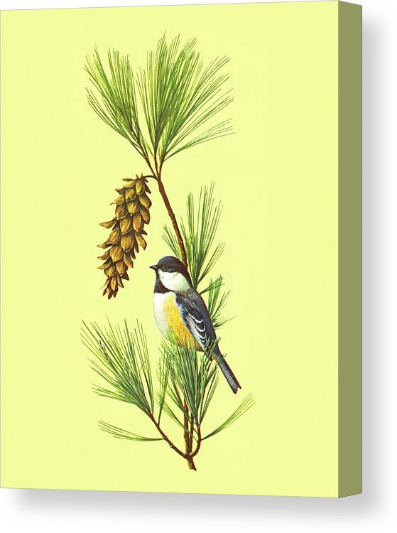 Animal Canvas Print featuring the drawing Chickadee Perched on a Branch by CSA Images