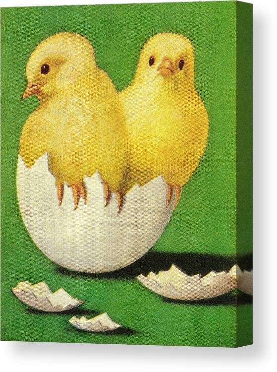 Animal Canvas Print featuring the drawing Chicks Coming Out of Shell by CSA Images