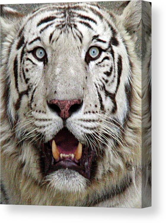 White Tiger Canvas Print featuring the photograph Close Up Of White Tiger by Arkj