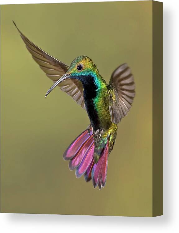 Adventure Canvas Print featuring the photograph Colorful Humming Bird by Image By David G Hemmings