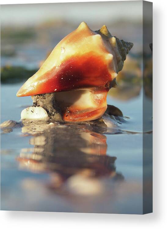 Shell Canvas Print featuring the photograph Conch on High by David Bader