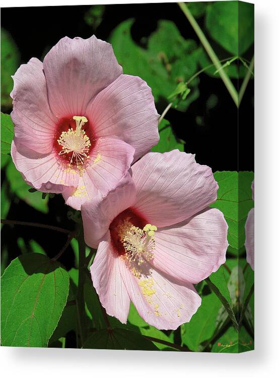 Nature Canvas Print featuring the photograph Crimson-eyed Rosemallows DSMF0114 by Gerry Gantt