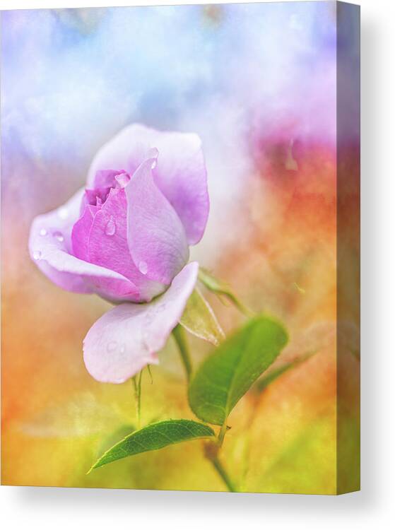 Flower Canvas Print featuring the photograph Crying Rose by Jennifer Grossnickle