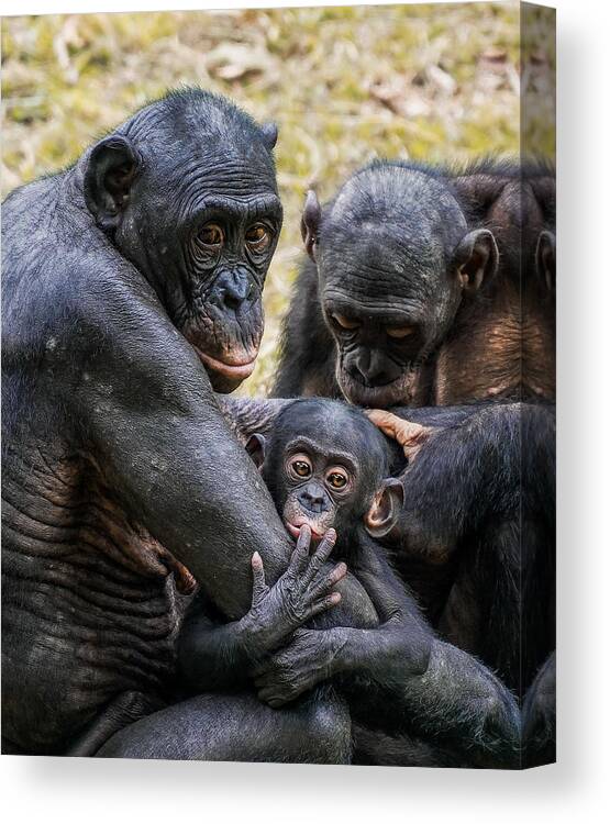 Generations Canvas Print featuring the photograph Curiosity by Michael Howard