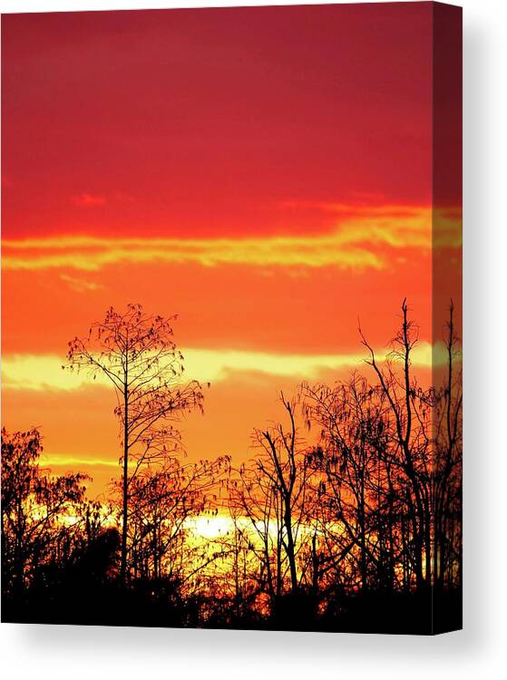 Sunset Canvas Print featuring the photograph Cypress Swamp Sunset 5 by Steve DaPonte