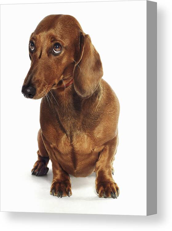 Pets Canvas Print featuring the photograph Dachshund Looking Up by Gandee Vasan