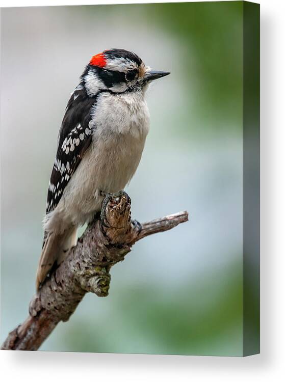 Bird Canvas Print featuring the photograph Downy Woodpecker by Cathy Kovarik