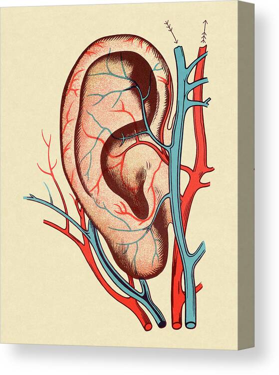 Anatomical Canvas Print featuring the drawing Ear With Blood Vessels by CSA Images