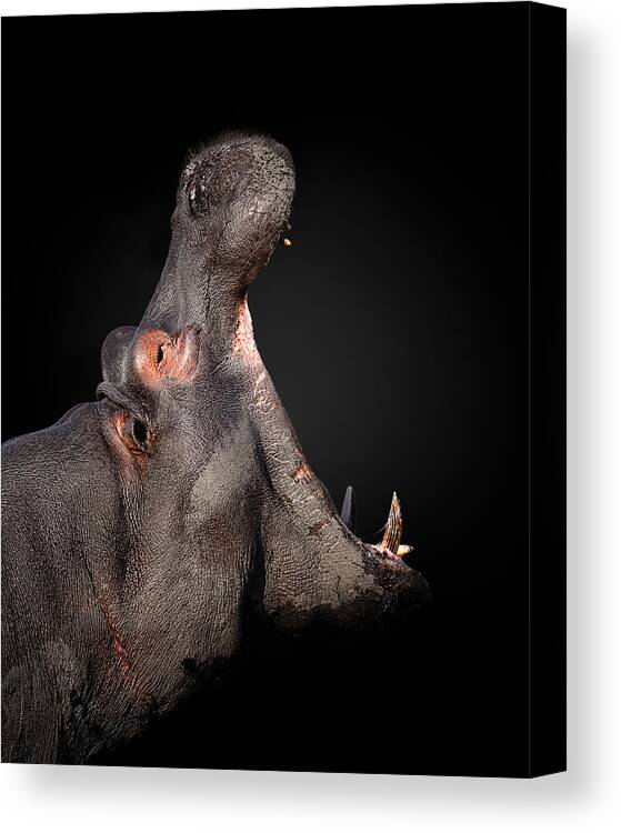 Hippopotamous Canvas Print featuring the photograph Eat The World by Fegari