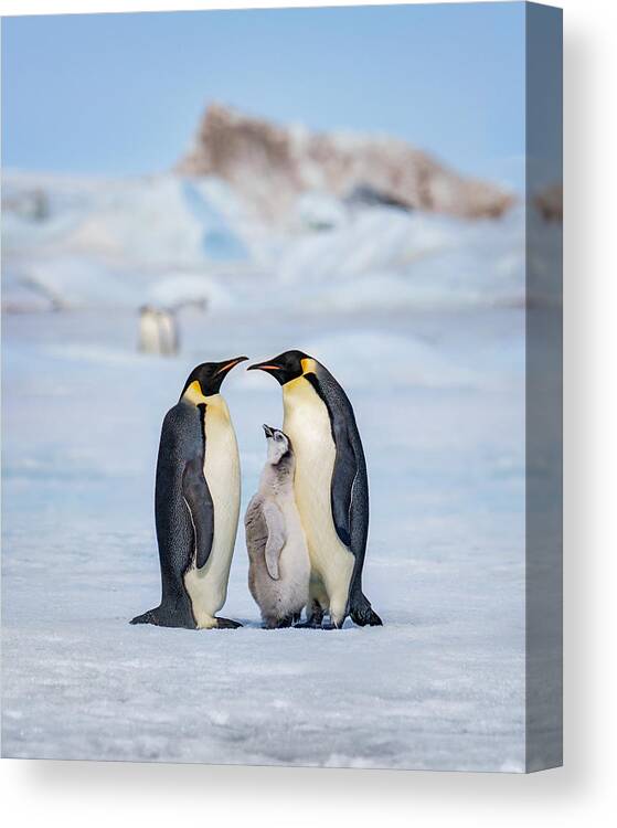 Snow Hill Canvas Print featuring the photograph Emperor Penguin Family by Siyu And Wei Photography