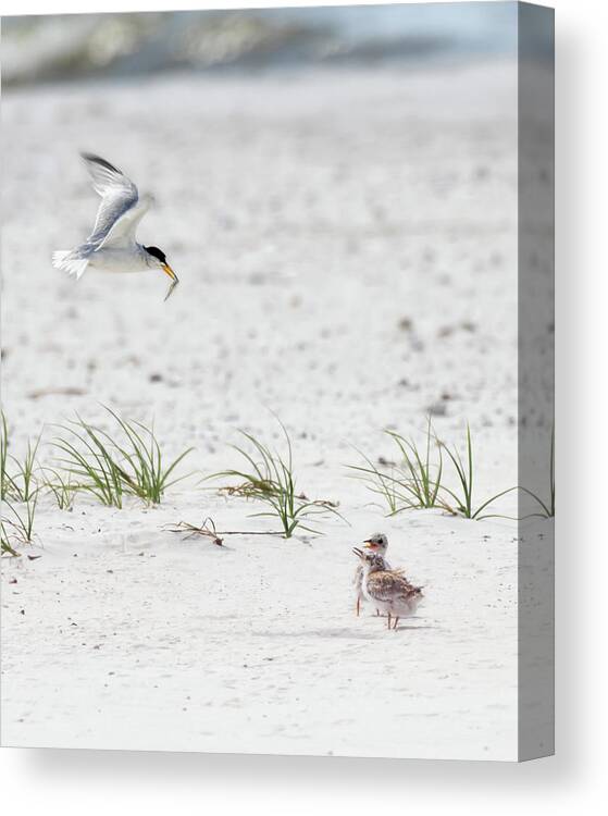 Bird Canvas Print featuring the photograph Express Air by Susan Rissi Tregoning