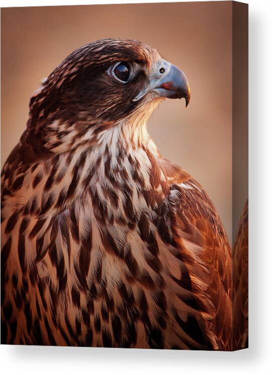 Animal Themes Canvas Print featuring the photograph Falcon Profile by Clive Rees Photography