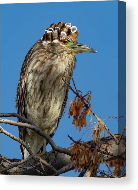 Feminist Canvas Print featuring the digital art Female Black Crowned Night Heron by Rick Mosher