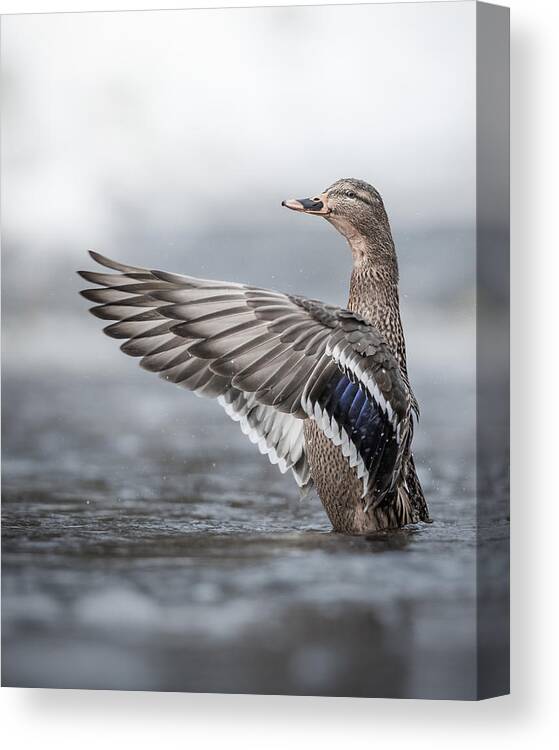 Mallard Canvas Print featuring the photograph Female Mallard With Outstretched Wings by Magnus Renmyr