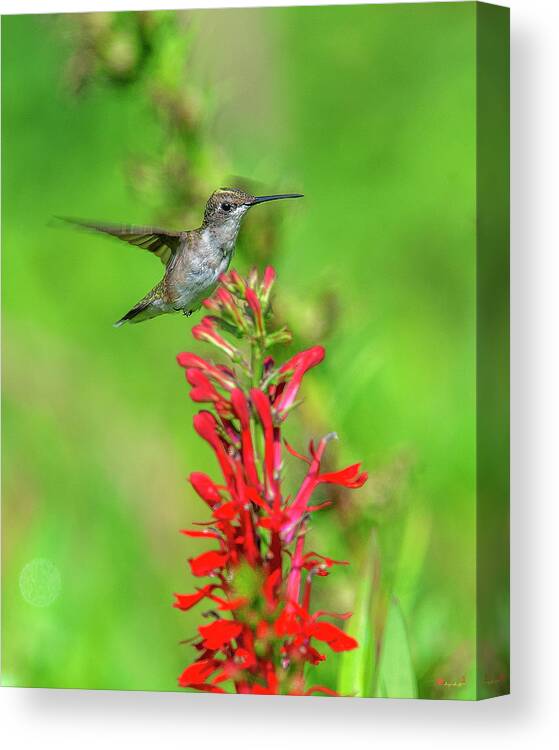 Nature Canvas Print featuring the photograph Female Ruby-throated Hummingbird DSB0316 by Gerry Gantt
