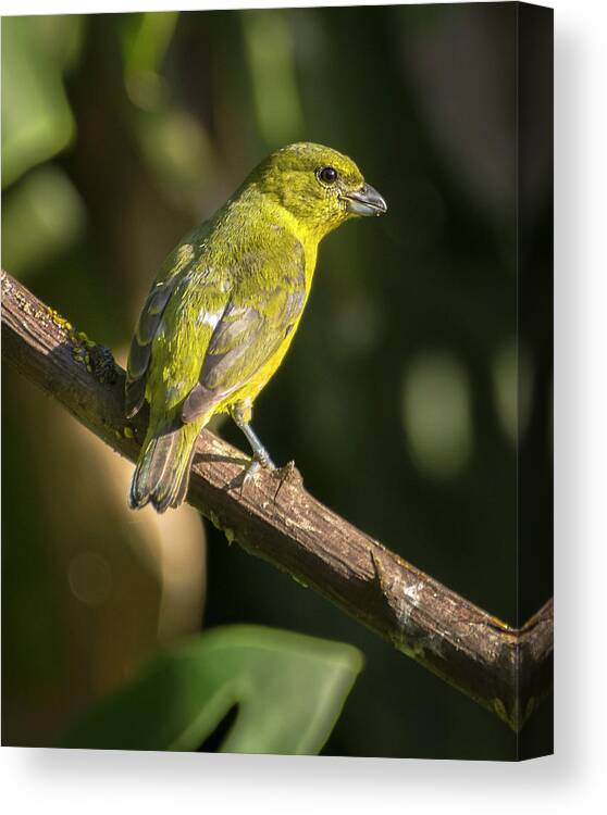 Colombia Canvas Print featuring the photograph Female Thick Billed Euphonia Los Alpes Ibague Tolima Colombia by Adam Rainoff